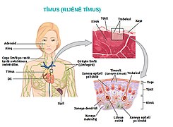 2206 The Location Structure and Histology of the Thymus ku.jpg