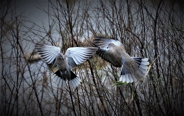 A pair of Collared Doves in flight. Photograph: Weboflife14