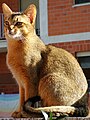 Abyssinian male ruddy cat