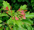 Foliage and immature fruit in summer