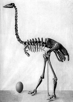 Skelet og æg af elefantfuglen Aepyormis maximus. Illustration: Monnier, 1913