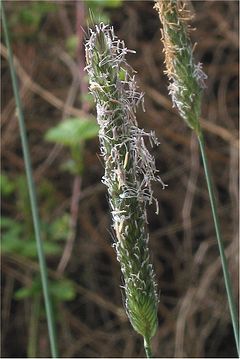 Háliðagras (Alopecurus pratensis) í blóma