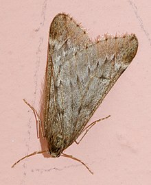 Alsophila aescularia