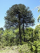 Monkey-puzzle leaves