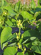 Aristolochia clematitis Kokornak powojnikowy 2019-05-26 01.jpg