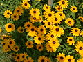 Image 9Black-eyed susans, the state flower, grow throughout much of the state. (from Maryland)