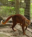 Borneo Gulkaat EN - endangered (trüüwet)