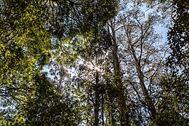 Beech Forest (AU), Great Otway National Park -- 2019 -- 1301.jpg