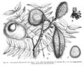 Caesalpinia bonduc