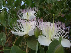 Ginóforo en Capparaceae, a su alrededor numerosos estambres de filamentos largos.[51]​