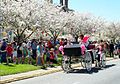 Festival internaţional sakura la Macon, Georgia, SUA.