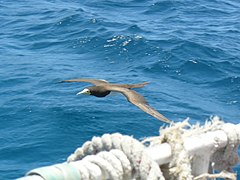 Contrôle en mer des autorités (Guadeloupe 2008).jpg