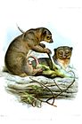 Drawing of brown cuscus