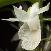 Dendrobium trinervium