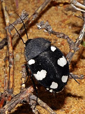 Barata-dominó Therea petiveriana