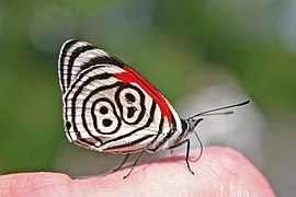 苾蛺蝶亞科的安娜渦蛺蝶 （88蝶）Diaethria anna