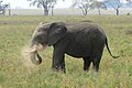 Serengeti, Tanzania