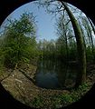 Fisheye foto van bosvijver