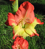 One of my Gladioli