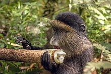 Petit animal tenant de ses doigts une branche près de sa bouche, avec plein de poils faisant soleil autour de son visage.