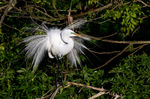 Thumbnail for Great egret