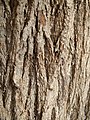 trunk bark