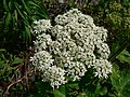 Heracleum lanatum