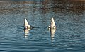 Zwanen in de waterpartij van het natuurgebied.