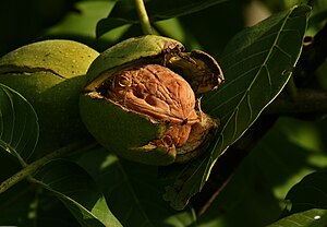 호두나무(Juglans regia)