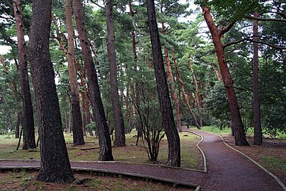 Yaponiyadagi oʻrmon plantatsiyasi