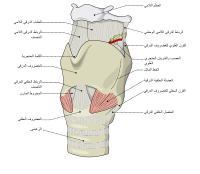 In cricothyrotomy, the incision or puncture is made through the cricothyroid membrane in between the thyroid cartilage and the cricoid cartilage