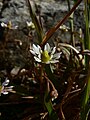 Saxifraga tolmiei