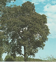 Laurel negro (Nectandra megapotamica (ou Nectandra saligna).