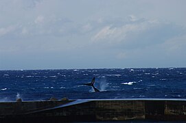 North Pacific Right Whale, Niijima, March 2, 2011 by Aramusha A.jpg