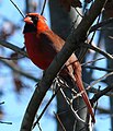 Northern Cardinal (male)