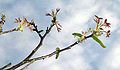 Flowers and young leaves