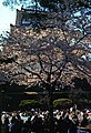 Picnic hanami lângă Castelul Odawara.