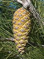 Immature cone; Sardinia, Villacidro (Italia)