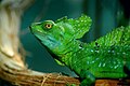 Image 3 Plumed Basilisk Photo credit: Marcel Burkhard (cele4) The Plumed Basilisk (Basiliscus plumifrons) is a species of lizard native to Latin America. Its natural range covers a swath from Mexico to Ecuador. More selected pictures