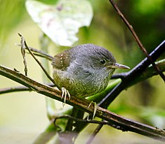 Mérulaxe des bambous (Psilorhamphus guttatus)