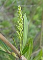 Женская серёжка ивы (Salix sp.)