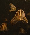 Neozon bir tür: kova denizanası (Mnemiopsis leidyi)