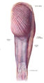 큰볼기근은 볼기의 가장 얕은 근육으로, 피부를 제거한 오른쪽 다리의 위쪽에 그려져 있다.