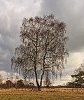 Thumbnail for File:Solitaire berk (Betula) in een prachtig landschap. Locatie, natuurgebied Delleboersterheide – Catspoele 03.jpg