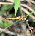 Sympetrum darwinianum (cat.)