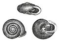 The polygyrid snail, Neohelix dentifera from Binney, 1878.