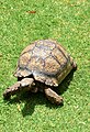 Commons:Tortoise