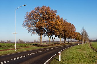 Bomen aan de Sint Hubertusweg