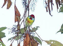 Versicolored Barbet (Eubucco versicolor) (9499625826).jpg