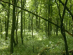 Mixed forest in North Rhine-Westphalia